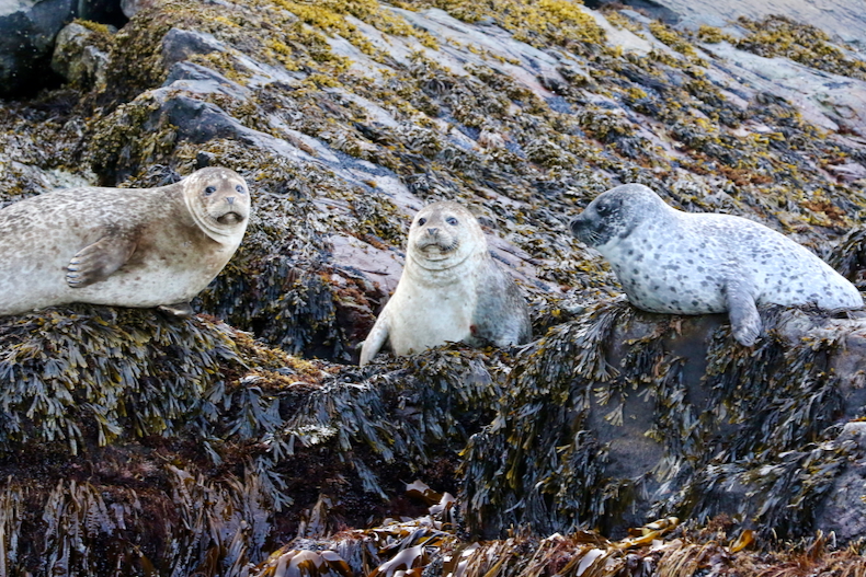 Study finds fisheries management—not predator recovery—drives catch levels in the North Sea 
