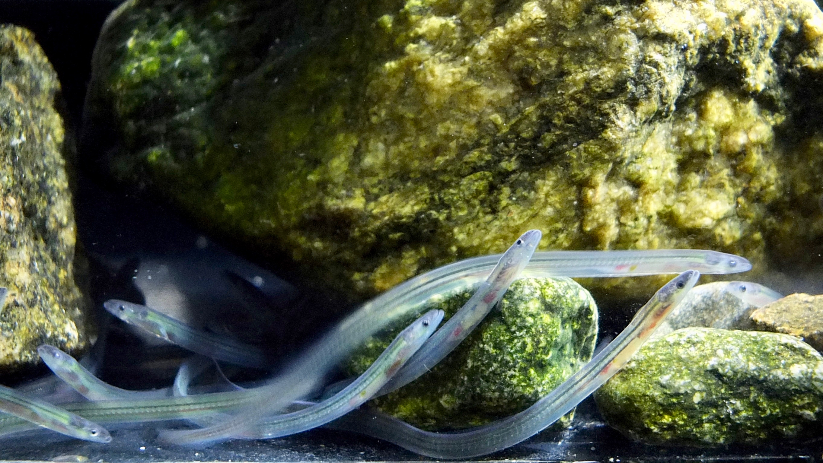 Researchers Find Glass Eels Use Internal Compass to Find Their Way Home