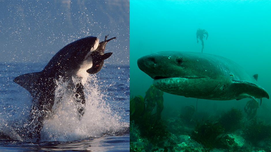 New Study Finds Ecosystem Changes Following Loss of Great White Sharks