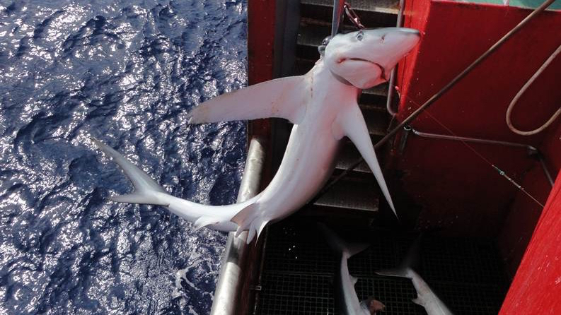 Shark hotspots under worldwide threat from overfishing