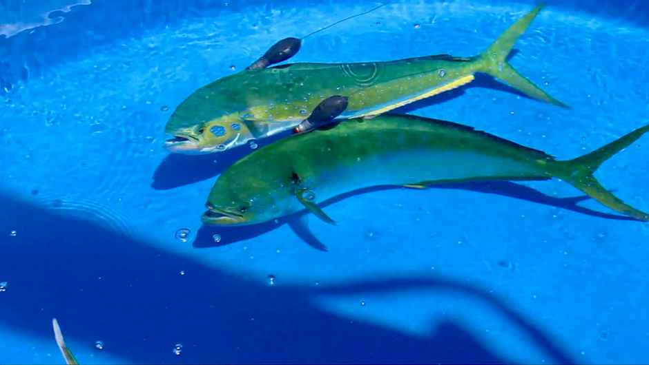 Mahi Mahi Location Map Study Uncovers Spawning Preferences Of Mahi-Mahi