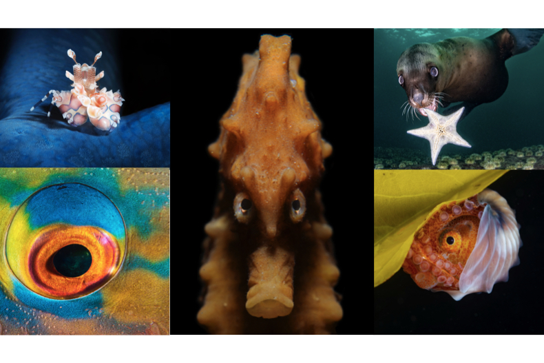 Rosenstiel School’s 2020 Underwater Photo Contest Winners on exhibit at the Frost Museum of Science