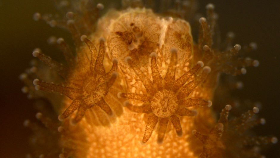 Scientists identify for the first time live immune cells in a coral and sea anemone