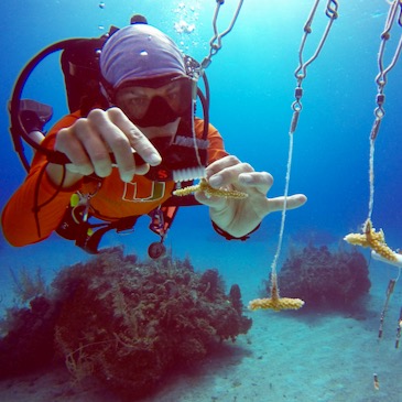 Scientists publish first large-scale census of coral heat tolerance 