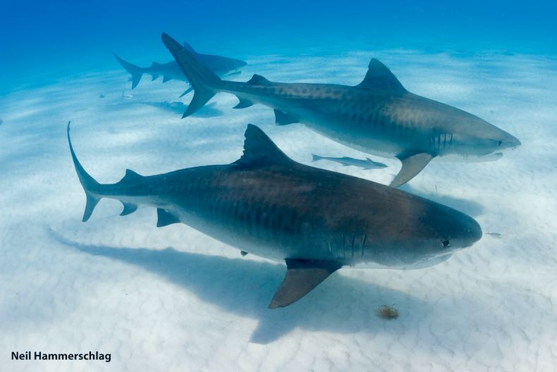 Tiger shark migrations altered by climate change, new study finds