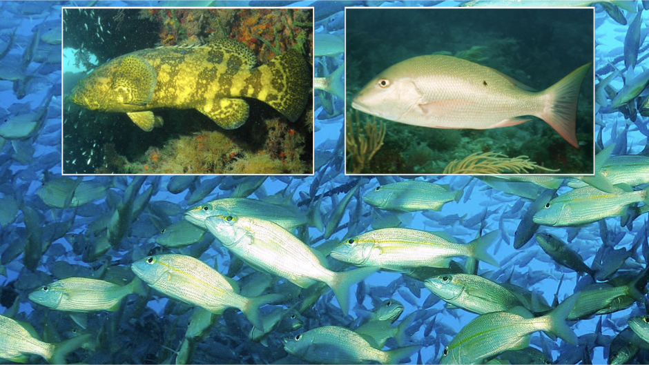 Sobrepesca atinge 85% dos peixes de recife de coral